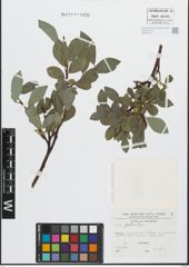 Foto von Salix glabra Scop.